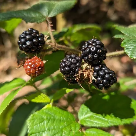 Des Genets En Terrasses * Bièvre