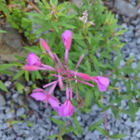 Dom wakacyjny Des Genets En Terrasses