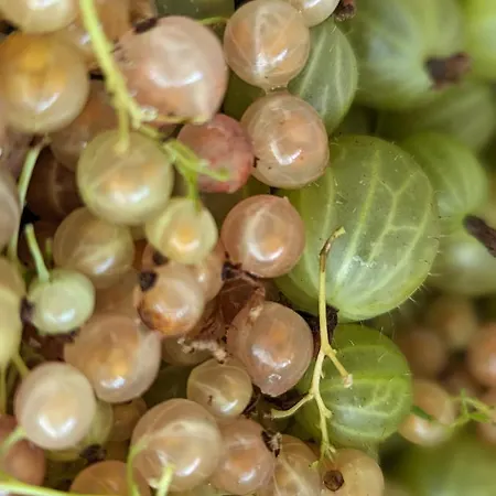 Des Genets En Terrasses Dom wakacyjny