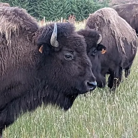 Dom wakacyjny Des Genets En Terrasses *