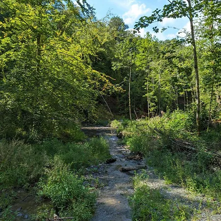 Des Genets En Terrasses