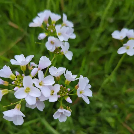 Des Genets En Terrasses * Bièvre