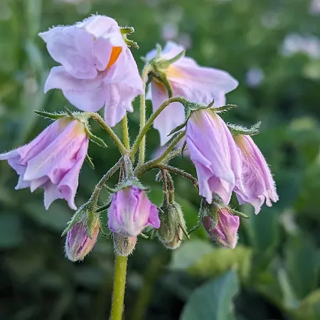 Des Genets En Terrasses * Bièvre