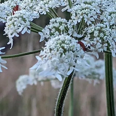 Dom wakacyjny Des Genets En Terrasses