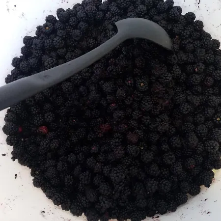 Des Genets En Terrasses Bièvre