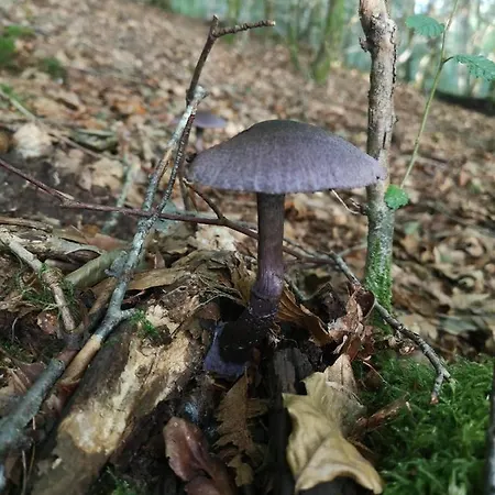 Des Genets En Terrasses Dom wakacyjny Bièvre