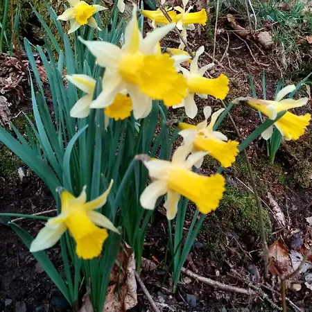 Des Genets En Terrasses Dom wakacyjny
