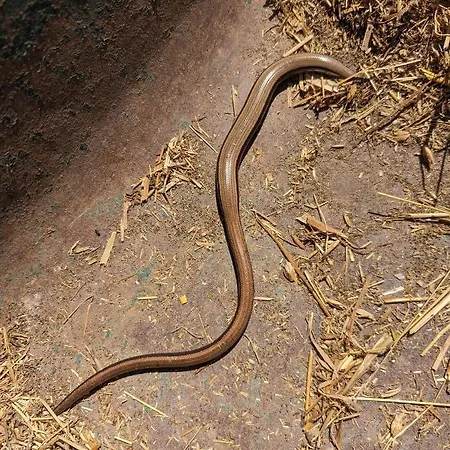 Dom wakacyjny Des Genets En Terrasses *