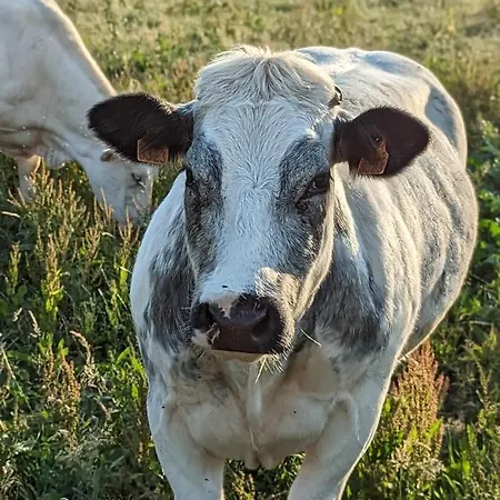 Des Genets En Terrasses Dom wakacyjny *