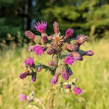 Dom wakacyjny Des Genets En Terrasses *