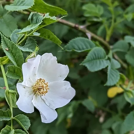 Des Genets En Terrasses Dom wakacyjny *