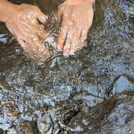 Des Genets En Terrasses Bièvre