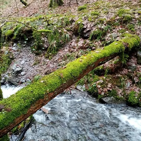 Des Genets En Terrasses * Bièvre