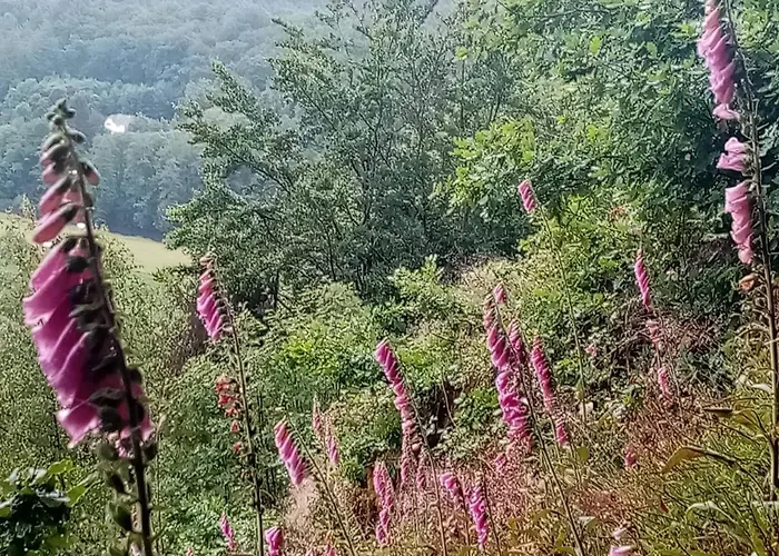 Des Genets En Terrasses Casa vacanze *